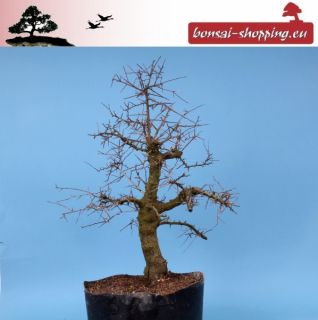 Crataegus monogyna, Weißdorn, Yamadori, Prebonsai 141/19