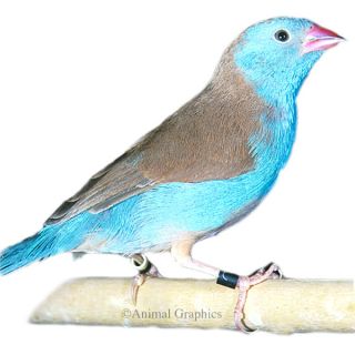 Cordon Blue Finch   Bird   Live Pet