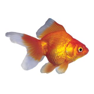 Red Ryukin Goldfish   Goldfish   Fish