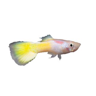 Yellow Guppy   Tropical   Fish