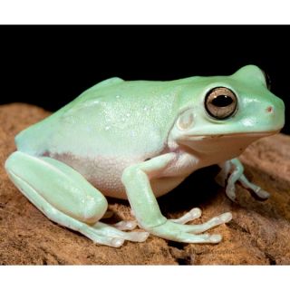 White's Dumpy Tree Frog   Reptile   Live Pet