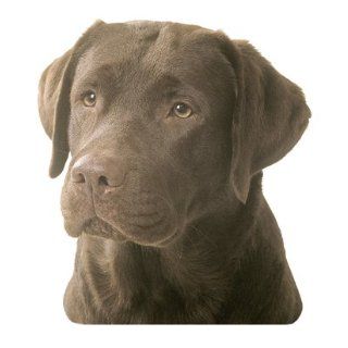 Labrador Braun Aufkleber, Groß Küche & Haushalt