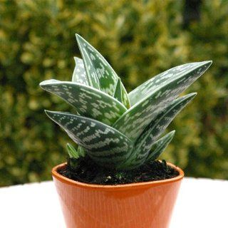 Aloedeca Galenia Aloe Arborescens® 500ml Lebensmittel