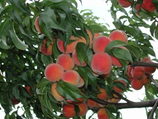 , Pfirsich frostharte Blüte ca. 120 150 cm groß, Buschbaum im C 7,5