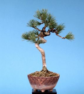 Bonsai   Pinus Parviflora, Japanische Mädchenkiefer, 137/23