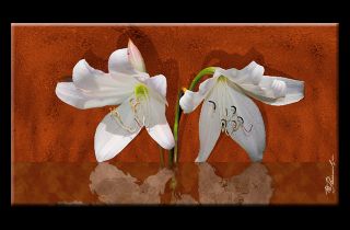 Weiße Lilien Bild auf Leinwand mit Keilrahmen / Blumen