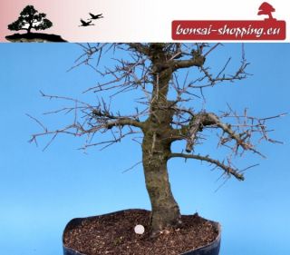   Großer Crataegus monogyna, Weißdorn, Yamadori, Prebonsai 141/19