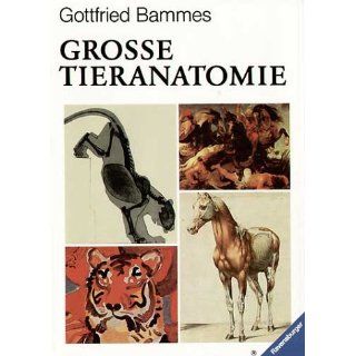 Große Tieranatomie Gottfried Bammes Bücher