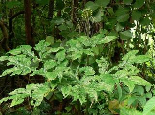 100 seeds Tacca Leontopetaloides, tropical plants, rare