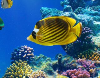 Fototapete Underwater World Unterwasserwelt Fische Korallen Pflanzen