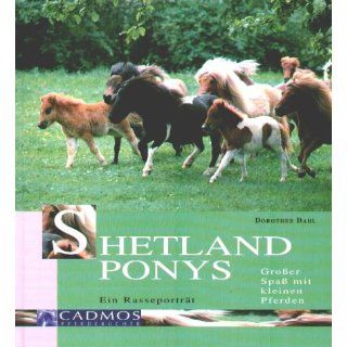 Shetland Ponys. Großer Spaß mit kleinen Pferden. 