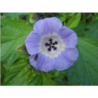 Blaue Lampionblume (Nicandra physaloides) 150 Samen Garten
