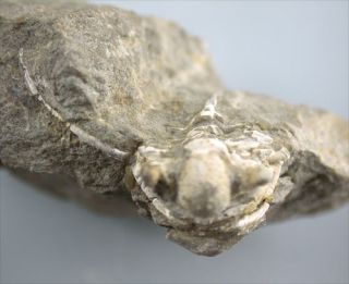 Devon Cyphaspis ceratophthalmus Trilobit Auf Matrix Gees Eifel