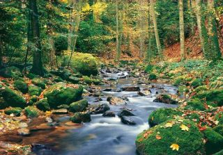 Fototapete FOREST STREAM 366x254 Bach Wald Bäume Herbst Fluss Steine