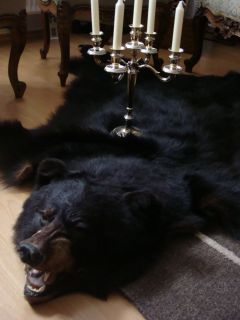 Bärenfell, Fell, Tierfell, Jagd, Jagdtrophäe,Schwarzbär,Braunbär