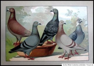 1911 Tauben Dove Homing Messenger Pigeon Brieftaube Chromlitho