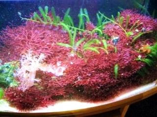 Halymenia   Meerwasser rote Alge, Rotalge halber Liter