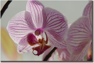 BILD ORCHIDEEN Orchidee Blume Blumen Bilder XXL Rahmen
