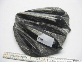 Orthocerasplatte,ca.17x19cm,Fossilien,Mineralien,Edelstein,1,35kg/770