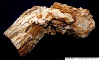 Sehr schönes Aststück versteinertes Holz,1027g,175x70x66mm Fossil