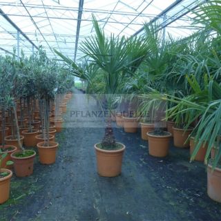 170 cm Trachycarpus fortunei winterhart Hanfpalme durchwurzelt Palme
