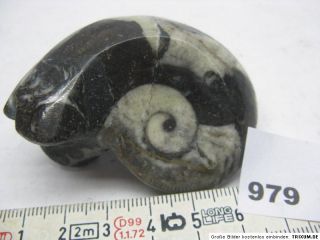 ca.5 7cm,Schnecke,Fossilien,Mineralien,Edelstein,Kristall / 979