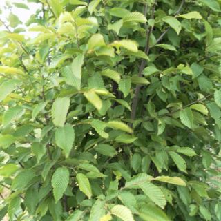 25 St. Hainbuche/Weissbuche Heckenpflanze Carpinus betulus Wurzelware