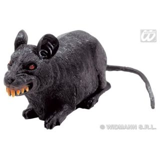 rat noir souple enragé, très représentatif, mesurant environ 25
