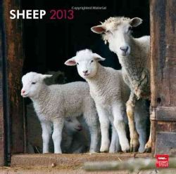 Sheep 2013 Calendar (Calendar)