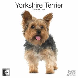 Yorkshire Terrier 2010 Calendar