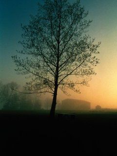 Misty Twilight View of a Silhouetted Tree Photographic
