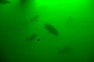 Fishing Light   175w Dock / Pond Submersible Underwater